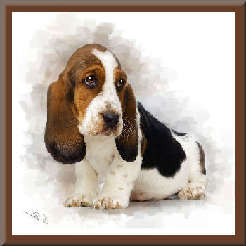 Bassett Hound - Mans Best Friend