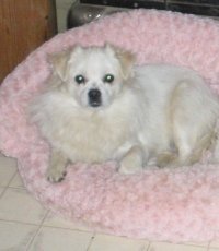 Tucker - The Lost Dog
http://www.facebook.com/group.php?gid=54246114384&ref=share