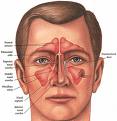 "Anatonomy of Nose" - I recently had septoplasty and it&#039;s kinda neat to see the anatomical view of the inside of the nose.