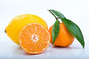Oranges, Grape-fruits and other citrus fruits... - Oranges, Grape-fruits and other Citrus fruits look just like the mammary glands of the female and actually assist the health of breasts and movements of lymph in and out of breast