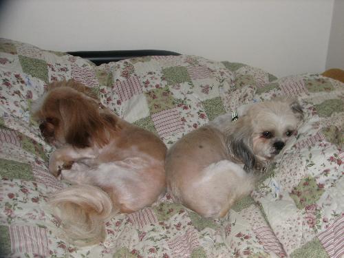 Patches and Ringo - These are my two Shih-Tzus. Patches is now 10 and Ringo is 8. Patch is the black and white one while Ringo is the brown and white.