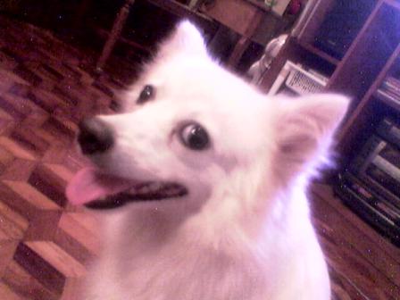 In memoriam: Kirei - I miss my dog!