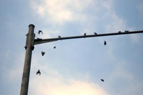 birds - favorite place to hang-out