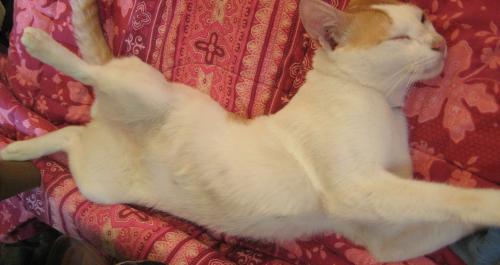 My Pet - My pet in his usual sleeping position