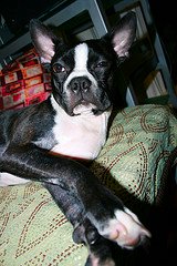 Cute Boston Terrier - This is Ollie. She's a cutie!!!