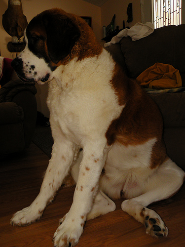 Saint Bernard - My eleven month old Saint Bernard, Harley. She will be a year old on February 15. She was bought from a breeder in Vermont, and is a rough coat.