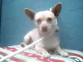 Frankie, dog, chichuahua - I am adopting this puppy on the 26 yay!