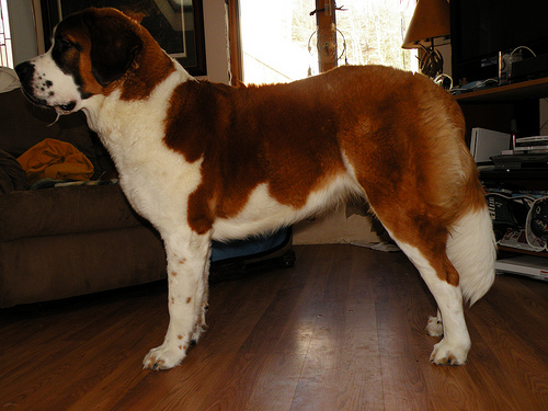 dog - Harley is an eleven month old rough coat Saint Bernard.   This picture was taken in the living room, and the only posing was when I had to get her to look away from the camera. All I did was tell her to stand.   This image was taken with P-mode using a Nikon Coolpix P80.