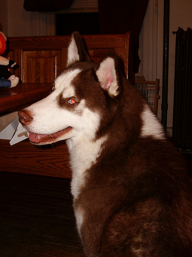 dog - This image was taken using my Sanyo VPC-S750 point and shoot... set on P-mode. It's my uncle's year old Siberian Husky, Nieko. He is a red and white, and was imported from Nebraska.