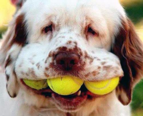 Dogs, you just got to love them!! - Dog, man's best friend!!