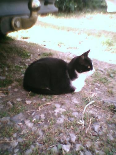 Goggles - Clever Cat - One of cats, a black and white cat, that was named midnight, that the children call Minnie and has the nicknam Goggles (she has large eyes) and she responds to all three names as well. Very Clever Cat