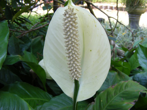 Flower - It's a beautiful flower.