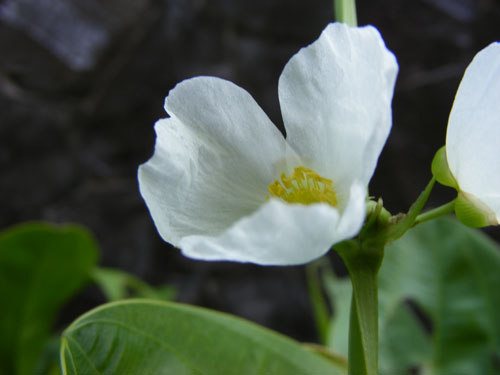Morning Flower - It looks so beautiful in the morning.
