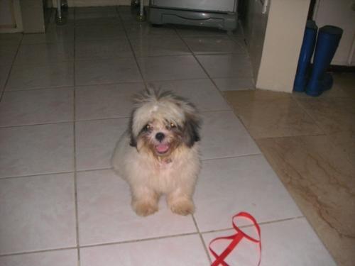 Coco - Cute Puppy - This is my puppy. It's very cute right?