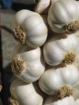 garlic - garlic is very good for the health
