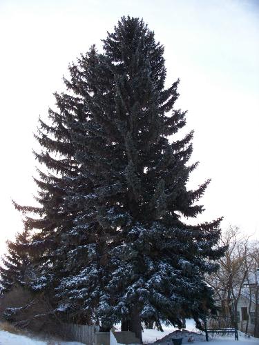 My Pines - Pines this tall are rare where I live. They are very old and I dance under them in the moonlight.......