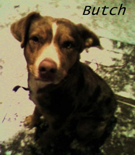 Dog - This is a pit bull australian shepard mix. Awesome dog.