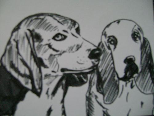 A beagle and a Basset Hound - A sketch of two dogs done with black pen.