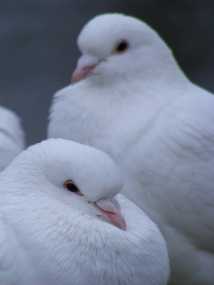 A Pair of Doves - A pair of very content looking white doves.