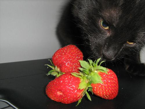 cat - My cat :)
