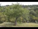 Black Cherry tree - Black Cherry tree