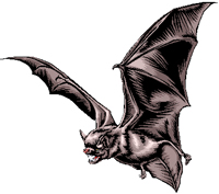 bat attack - bats are pretty scary in the night