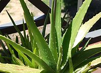 Aloe vera - A plant known for preventing scars