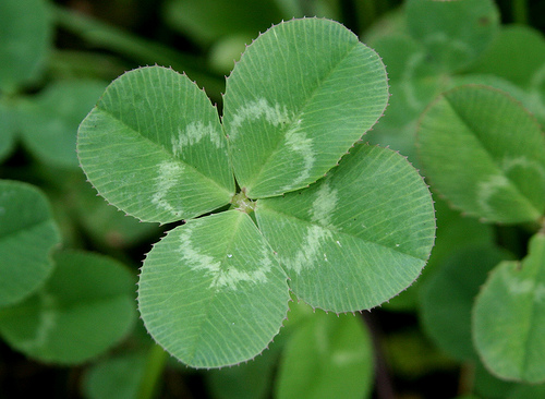 A pretty pic of a four leaf clover  - I am feeling so lucky may be I should play the lotto