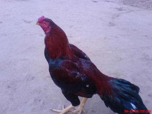 hen  - hi my dear friends look out this one which is prepared for fighting any body in mylot will like hen fighting
