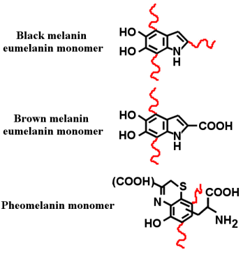 melanin - the melanin structure
