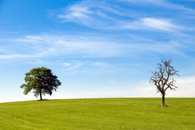 Life and Death - Photo of a live and dead tree in a meadow.