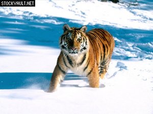 Tiger in the snow - Wild tiger in the snow looks very dangerous but in the same time so cute, like a big cat with orange stripes.