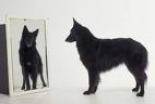 Dog in a mirror - How do we see ourselves? Passive, aggressive, friendly?