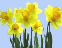 Bright Yellow Daffodils - The humble, fresh looking daffodil is my favourite flower.
