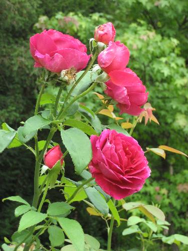 Melk - Roses at the Melk Abbey Gardens; Melk, Austria