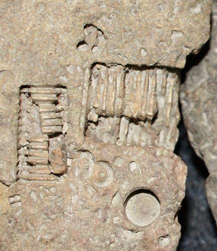 Crinoids - from early paleozoic period Crinoids - from early paleozoic period