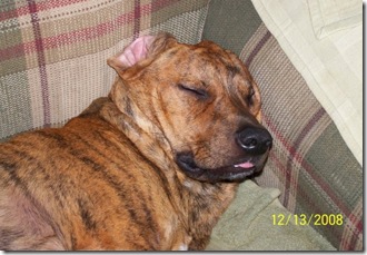Chance sleeping... - Isn't he so cute with his tongue sticking out? :)