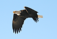 The Eagle King of the Sky - The eagle for the aboriginals is considered the king of the sky. 