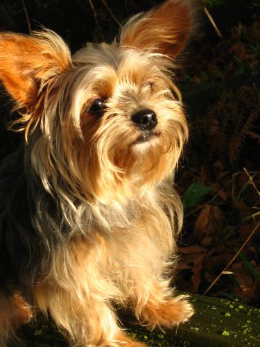 A Very Clever Dog - Roxy Raphael, a Yorkshire Terrier cross puppy is a very clever little dog. A loyal companion and my best friend.