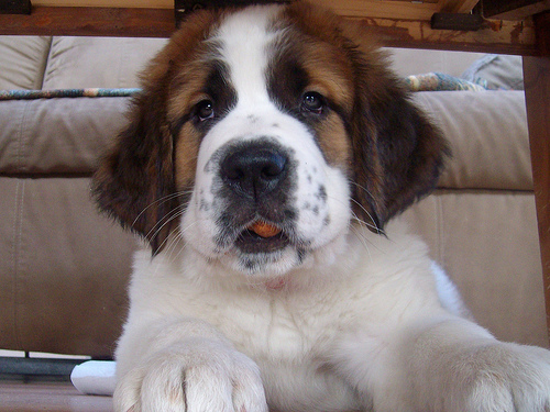 Harley - This is Harley a day after we brought her home from Vermont.   She had gotten along great with Demon, and she adjusted to the house well. She was more of an explorer, so we had to redirect her to her limits.   She is a rough coat Saint Bernard. Born on February 15, 2008. She's at least 130 pounds now, but in this picture she's probably around 30.