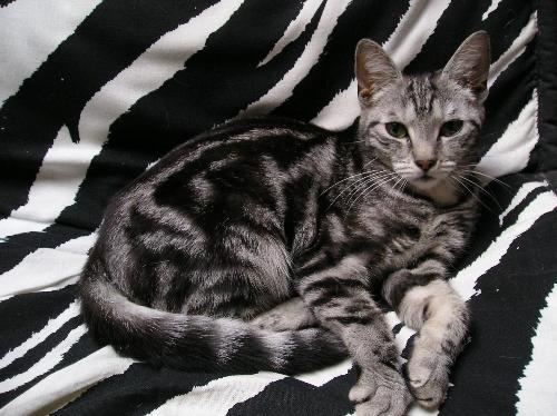 My Darling kitty Aura (r.i.p) - No one can deny 'Aura' is one of the cutest words ever when they see this picture of my little girl, r.i.p sweety.
