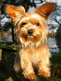 Yorkshire Terrier - Yorkshire Terrier are very devoted, independent and loyal.