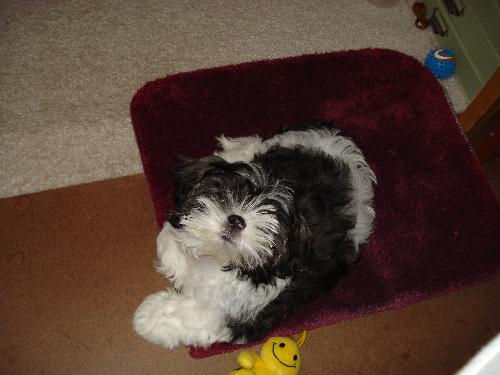 Dexter playing - Dexter is always playing. Even if I'm not playing with him, we both end up exhausted. He is so much fun!