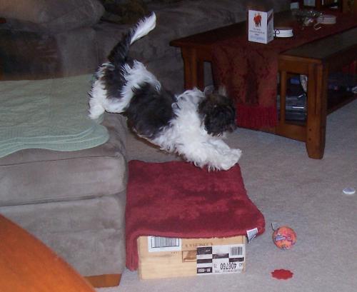 Dexter jumping - He has no fear. He jumps off my be which is 3 feet high. If you want to see him better, double click on it.
