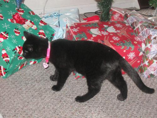 1st Christmas - Nila at her first Christmas, inspecting the gifts under the tree.  Her favorite thing was to climb into the tree and shake the ornaments off then bat them around the floor.   She is 10 weeks old here.