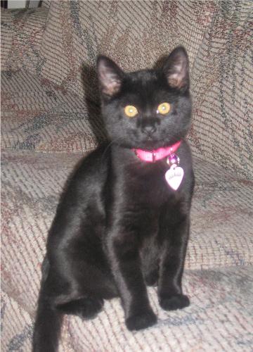 Nila at 11 weeks - Isn't she just the prim and proper lady?