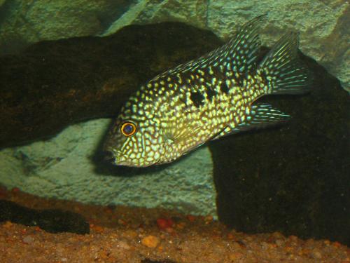 Texas Cichlid - This is my young green texas cichlid(Herichthys carpintis).