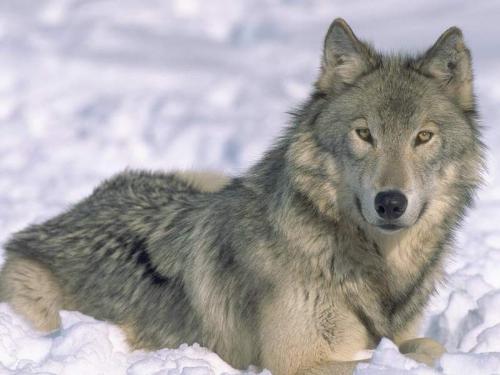 Angry wolf - The wolf is believed to be the ancestor of domestic dog.