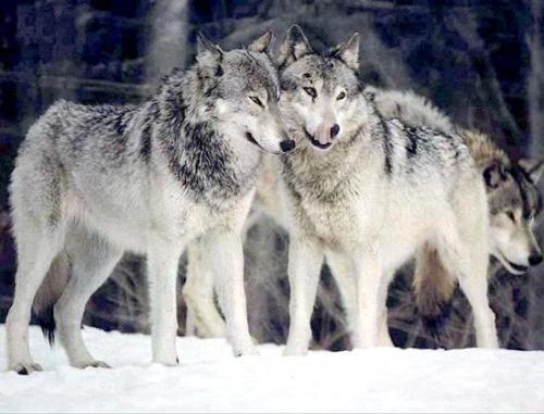 Wolf group - The wolfs are somewhat socialized,they love to remain in groups. They are very particular about their territory.