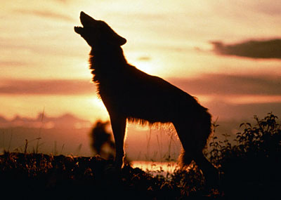 Evening wolf - Wolves haul every evening. Its a sort of communication between the wolves group.